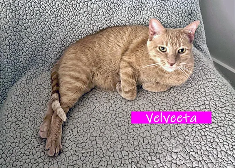 Velveeta thumbnail 3