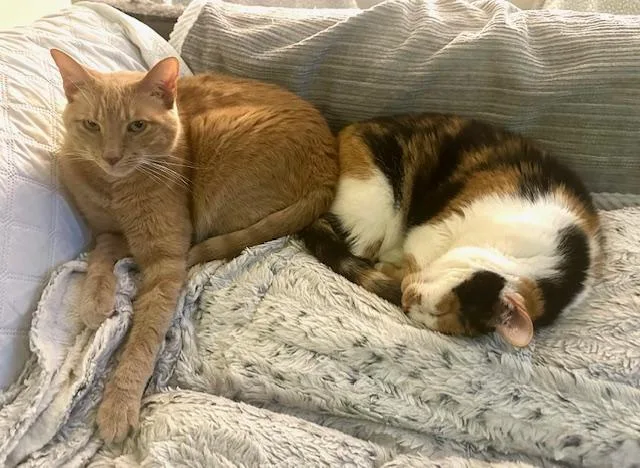 Velveeta thumbnail 4