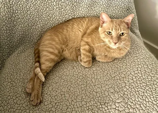 Velveeta thumbnail 5