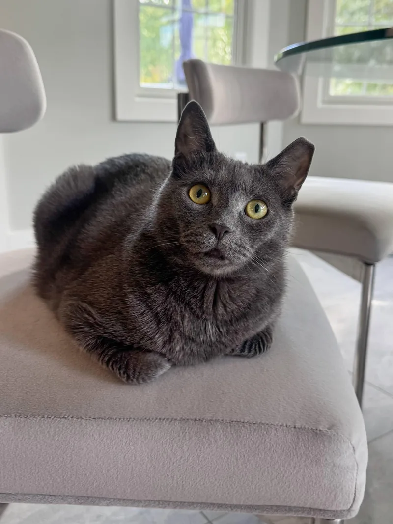 An adult medium-sized female Russian Blue cat named Sapphire for adoption in Jersey City, NJ