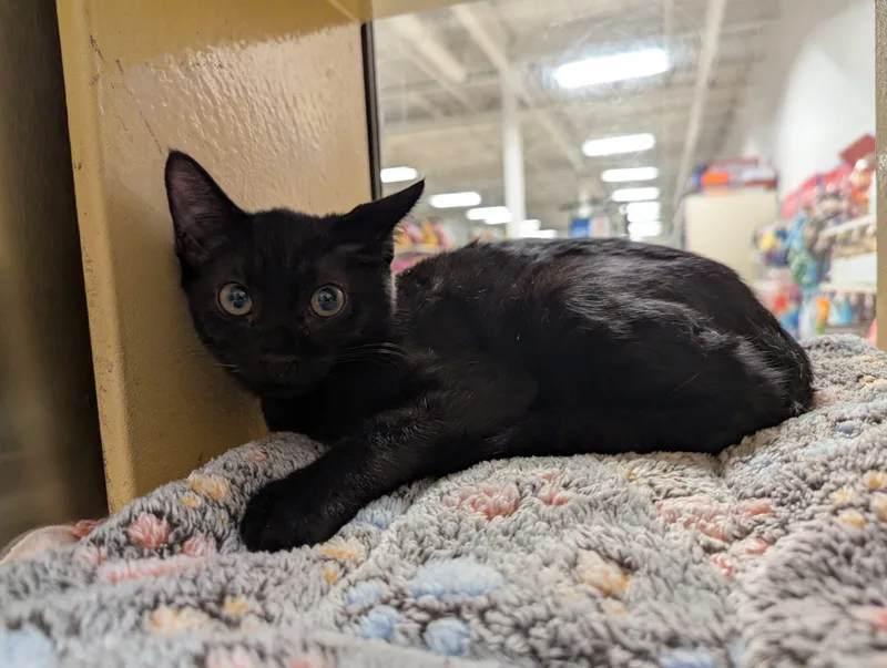 A young small-sized male Domestic Short Hair cat named Raddichio for adoption in Seven Valleys, PA