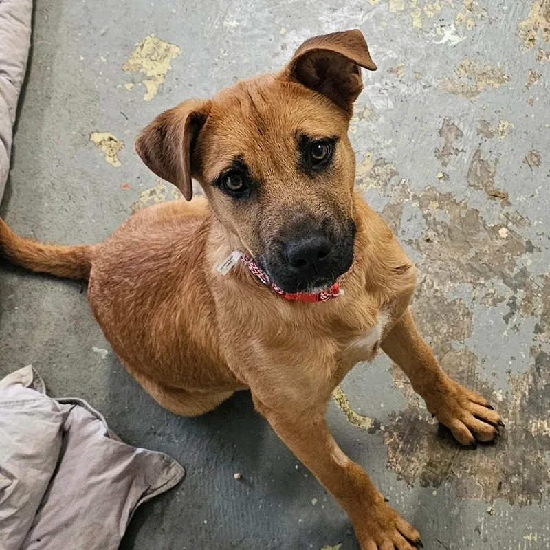 A young medium-sized female Yellow / Tan / Blond / Fawn German Shepherd Dog dog named Beth for adoption in Melrose, FL