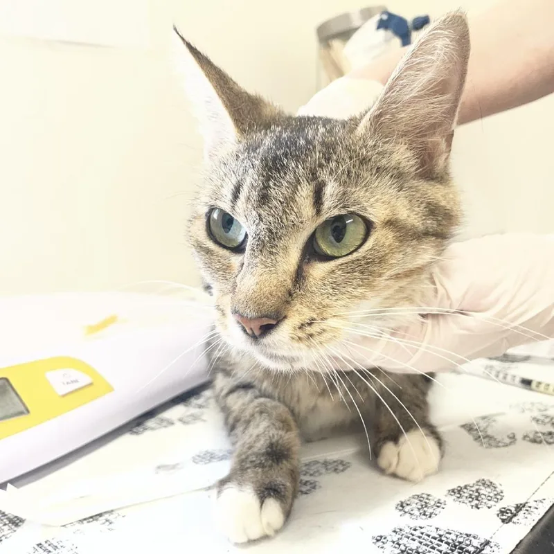 An adult medium-sized female Brown / Chocolate Domestic Short Hair cat named Toni M. for adoption in Birmingham, AL
