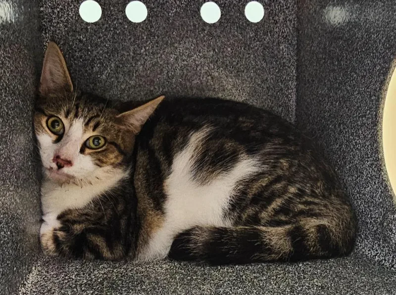 A young small-sized male Domestic Short Hair cat named Spinner for adoption in Athens, TN