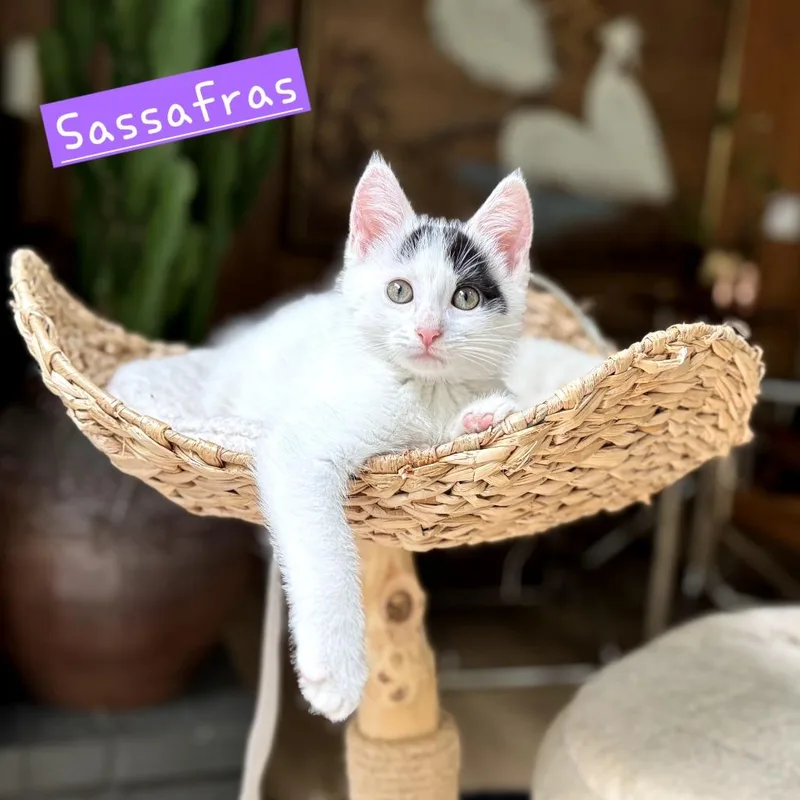 A baby small-sized female White Domestic Short Hair cat named Sassafras for adoption in New Albany, OH