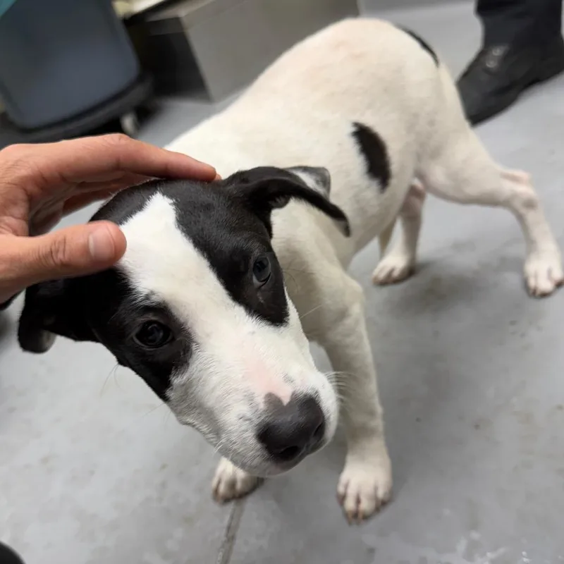 A baby small-sized female White / Cream Mixed Breed dog named Velma for adoption in Springboro, OH