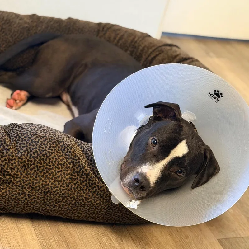 A young medium-sized male Black Pit Bull Terrier dog named Noodle for adoption in Newark, NJ