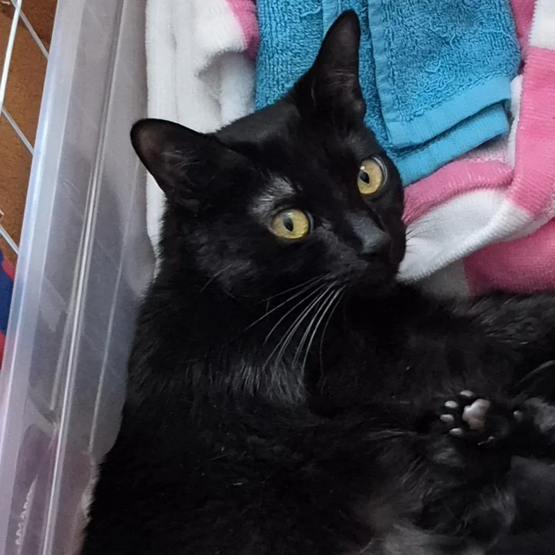 A young medium-sized female Black Domestic Short Hair cat named Dryad for adoption in New York, NY