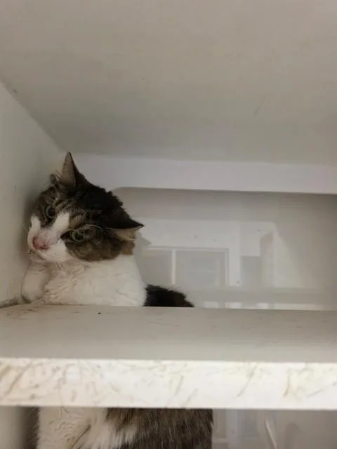 A young small-sized female Domestic Short Hair cat named Starla for adoption in Miami, FL