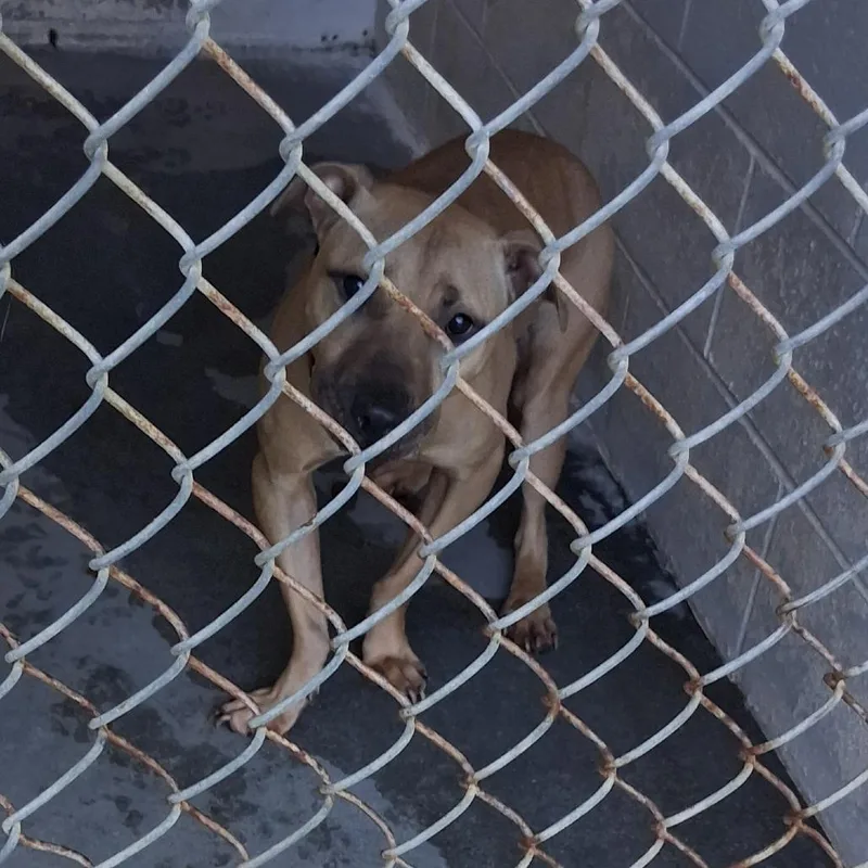 An adult medium-sized female Yellow / Tan / Blond / Fawn Mixed Breed dog named Wes for adoption in Summerville, SC