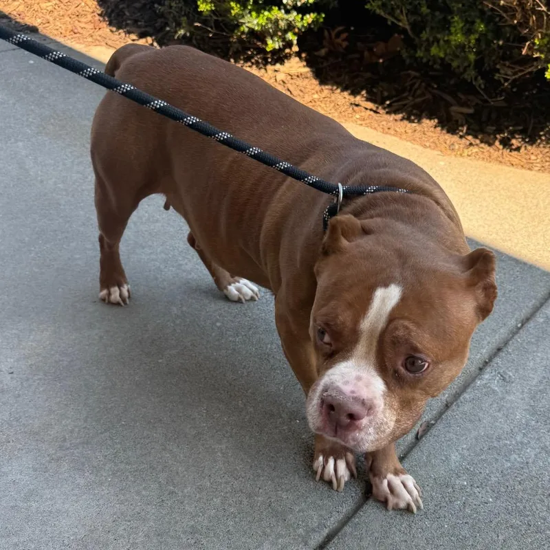 An adult medium-sized female Brown / Chocolate Mixed Breed dog named Leila for adoption in Winston-Salem, NC
