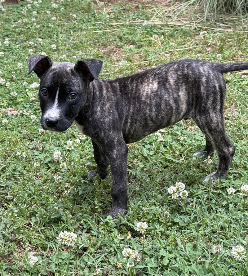 A baby medium-sized male Bicolor Mixed Breed dog named Doc for adoption in Spring hill, TN