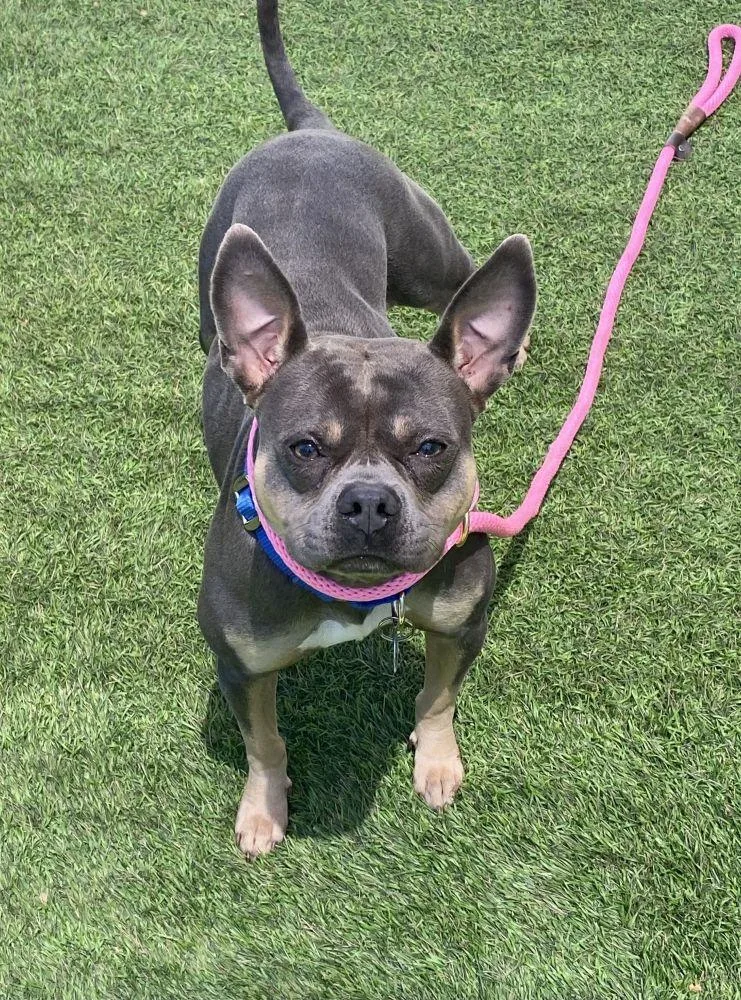 An adult medium-sized female Gray / Blue / Silver Mixed Breed dog named Mocha for adoption in Alexandria, VA