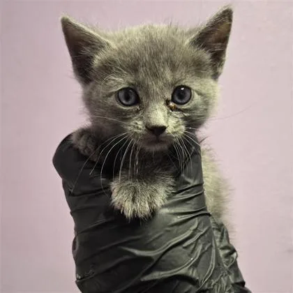 A baby small-sized female Domestic Short Hair cat named 61687900 for adoption in El Paso, TX