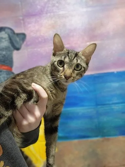 A young large-sized female Domestic Short Hair cat named Dolphin for adoption in Munster, IN