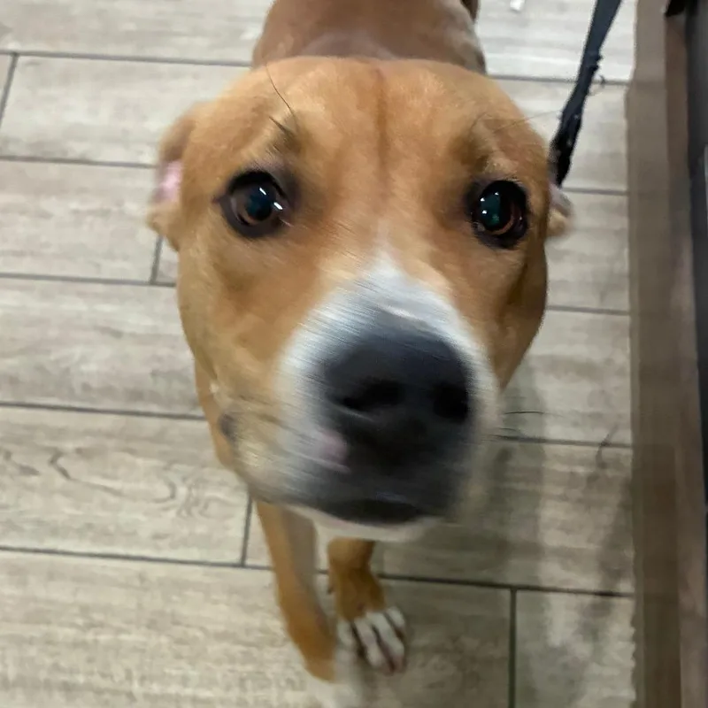 An adult medium-sized male Yellow / Tan / Blond / Fawn Mixed Breed dog named OPACAndy for adoption in Oak Park, IL