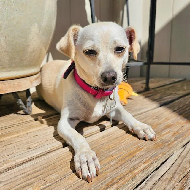 A young small-sized female White / Cream Chihuahua dog named Patty for adoption in Sun Valley, CA