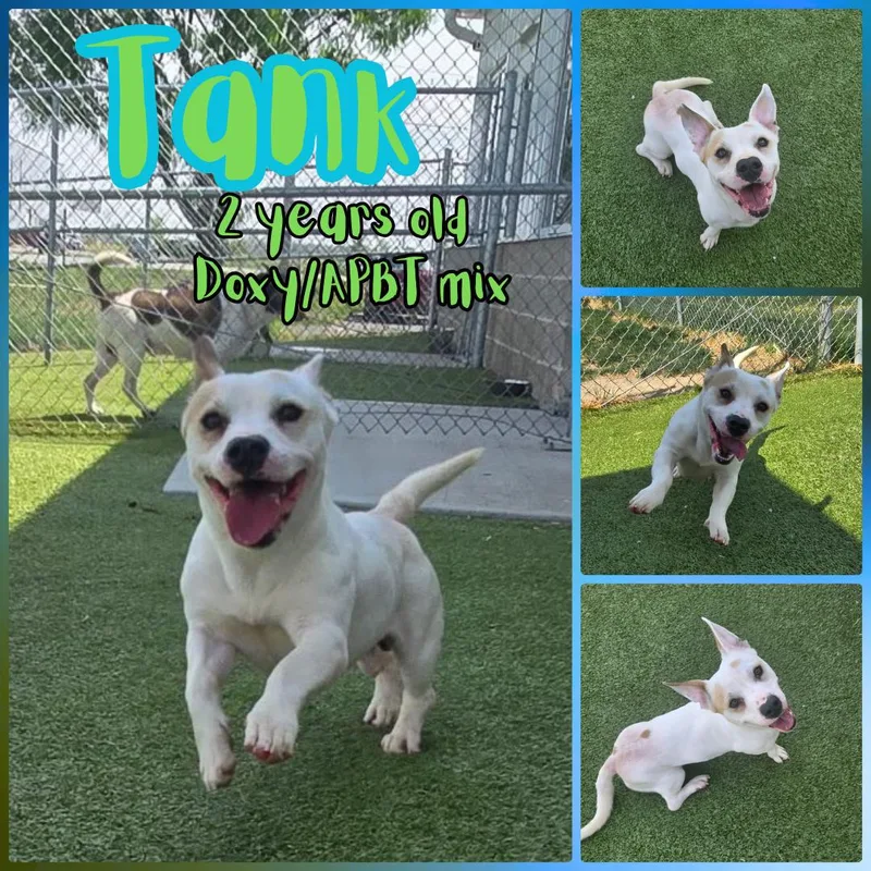 An adult medium-sized female White / Cream Pit Bull Terrier dog named Tank for adoption in Franklin, IN