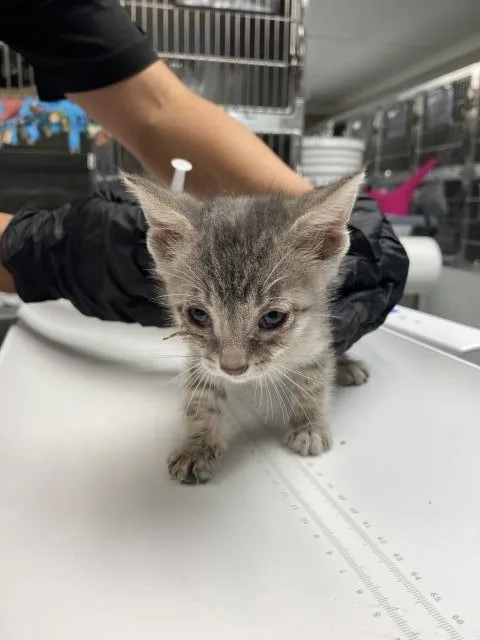 A baby small-sized male Domestic Short Hair cat named Pomelo for adoption in Albuquerque, NM