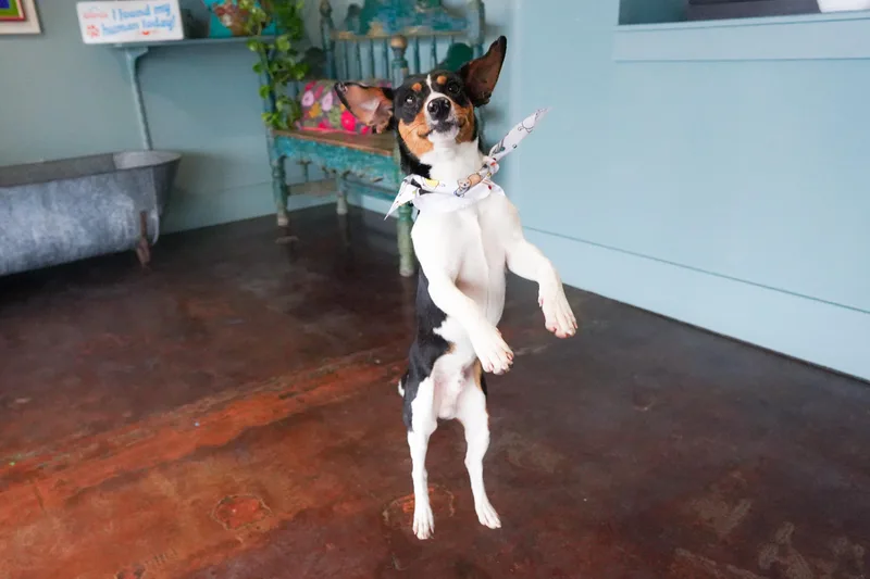 Hopscotch thumbnail 3