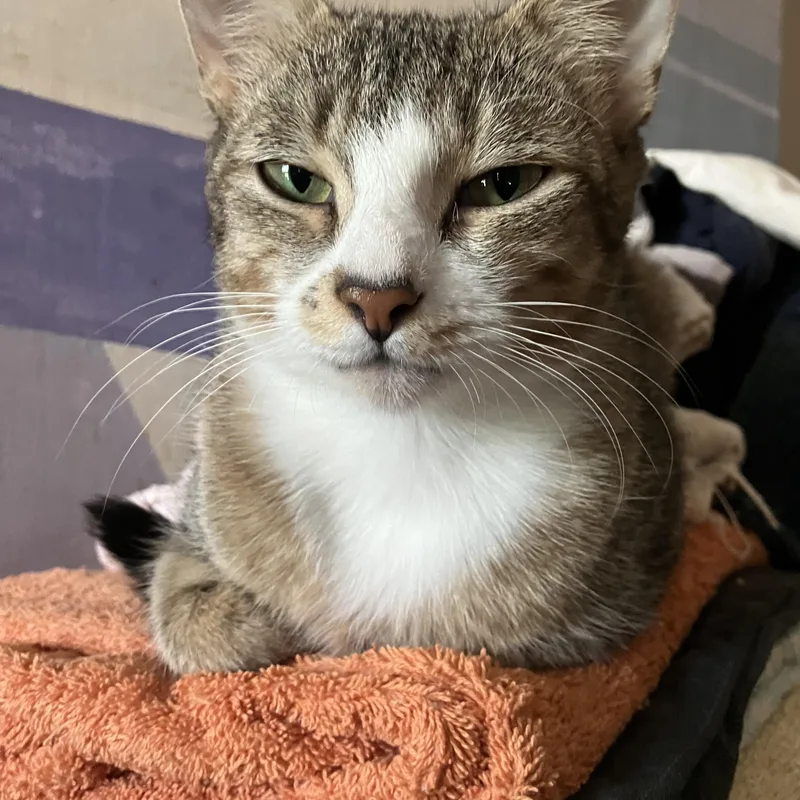 A young medium-sized female Tabby (Brown / Chocolate) Domestic Short Hair cat named Belle for adoption in New Haven, CT
