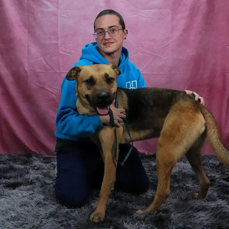 An adult medium-sized male Brown / Chocolate German Shepherd Dog dog named Grover for adoption in San Jacinto, CA