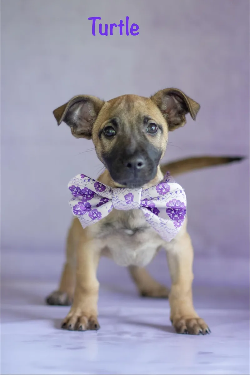 A baby medium-sized male Bicolor Pug dog named Turtle for adoption in Indianapolis, IN