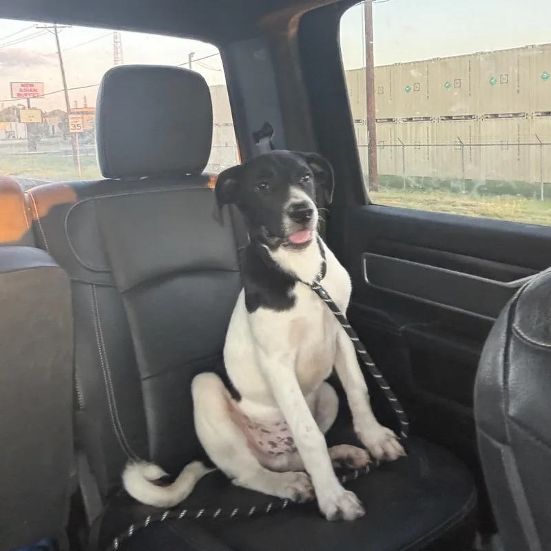 A baby small-sized male White / Cream Sheep Dog dog named Casper for adoption in Ada, OK