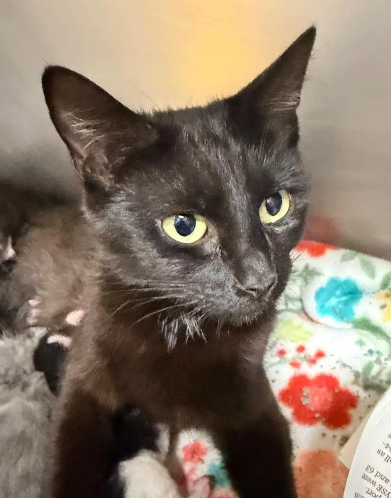 A young medium-sized female Domestic Short Hair cat named Clarinet for adoption in Cincinnati, OH