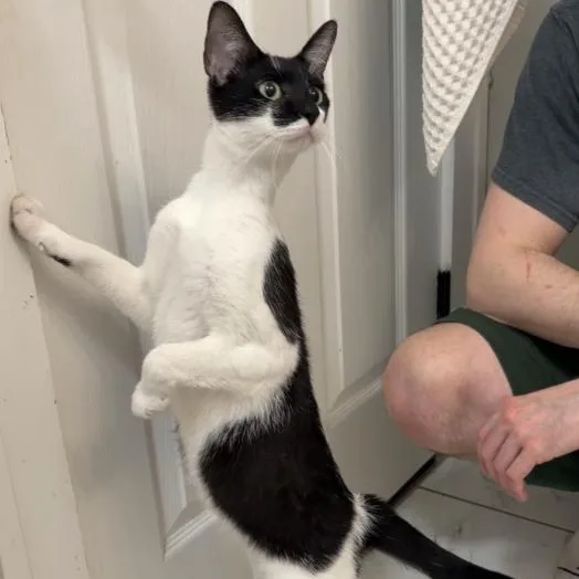 A young medium-sized female Black & White / Tuxedo Domestic Short Hair cat named Calliope for adoption in Cleveland Heights, OH