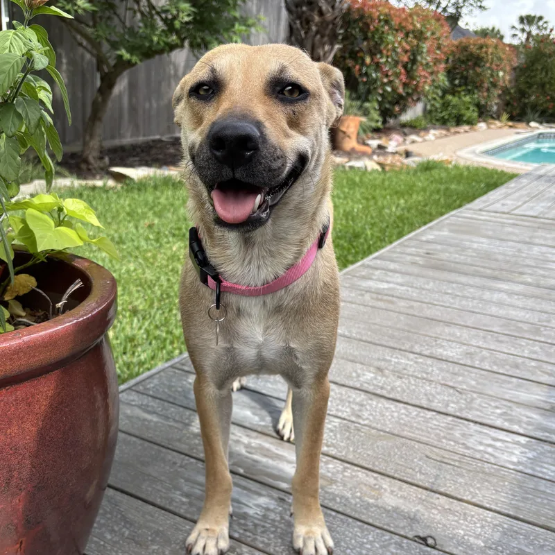 A young medium-sized female Apricot / Beige Black Mouth Cur dog named Sandy  Calm  for adoption in League City, TX