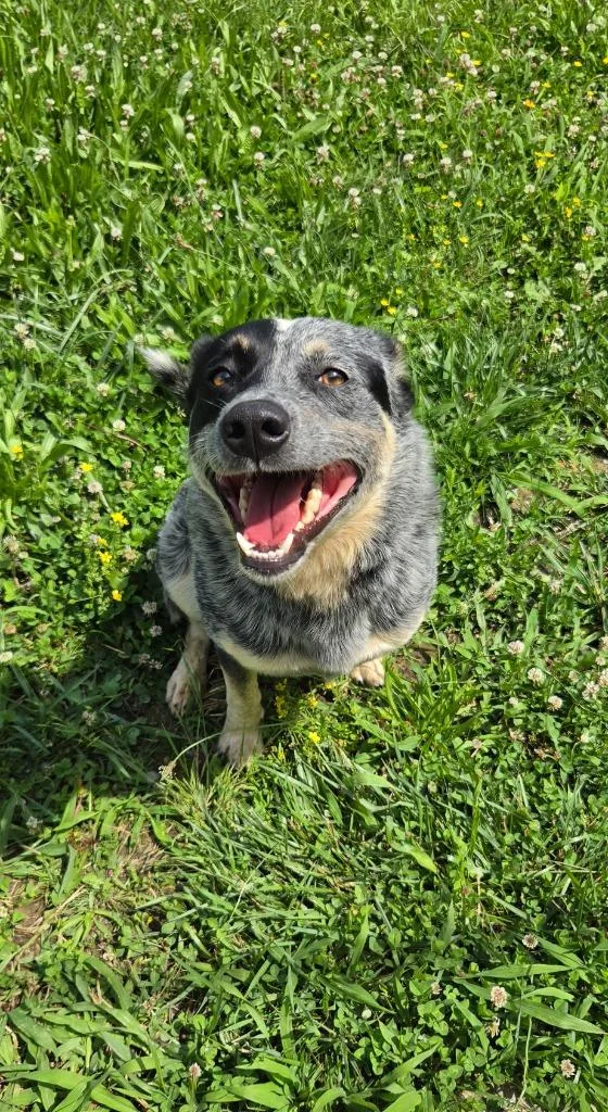 An adult medium-sized male Cattle Dog dog named Sabin for adoption in Shelbyville, TN