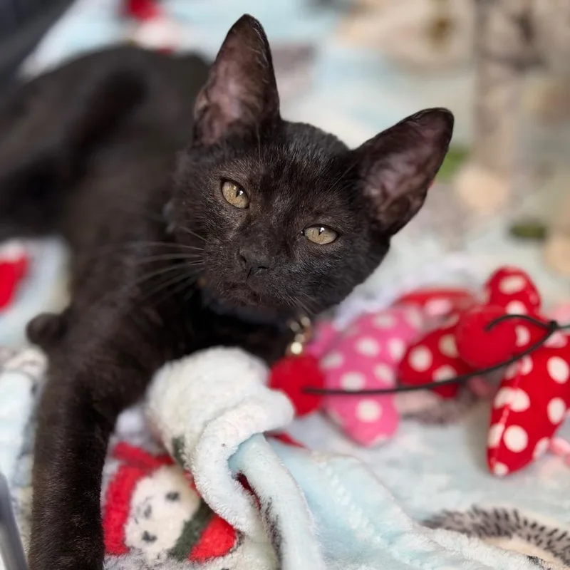 A baby small-sized male Domestic Short Hair cat named Pushinka for adoption in Fort Smith, AR