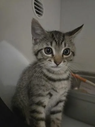 A baby small-sized male Domestic Short Hair cat named Flynn for adoption in Savannah, GA