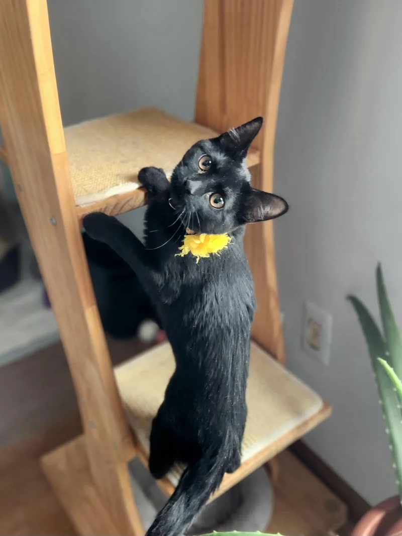 Valkyrie Bonded W Lady thumbnail 2