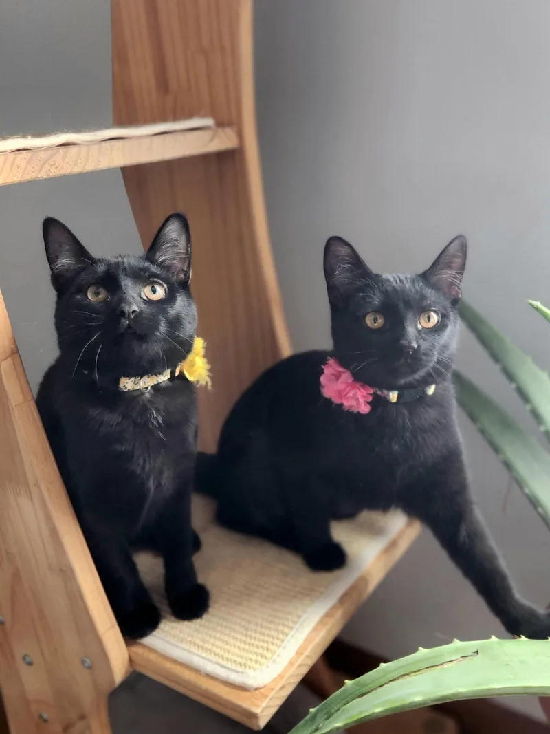 Valkyrie Bonded W Lady thumbnail 3