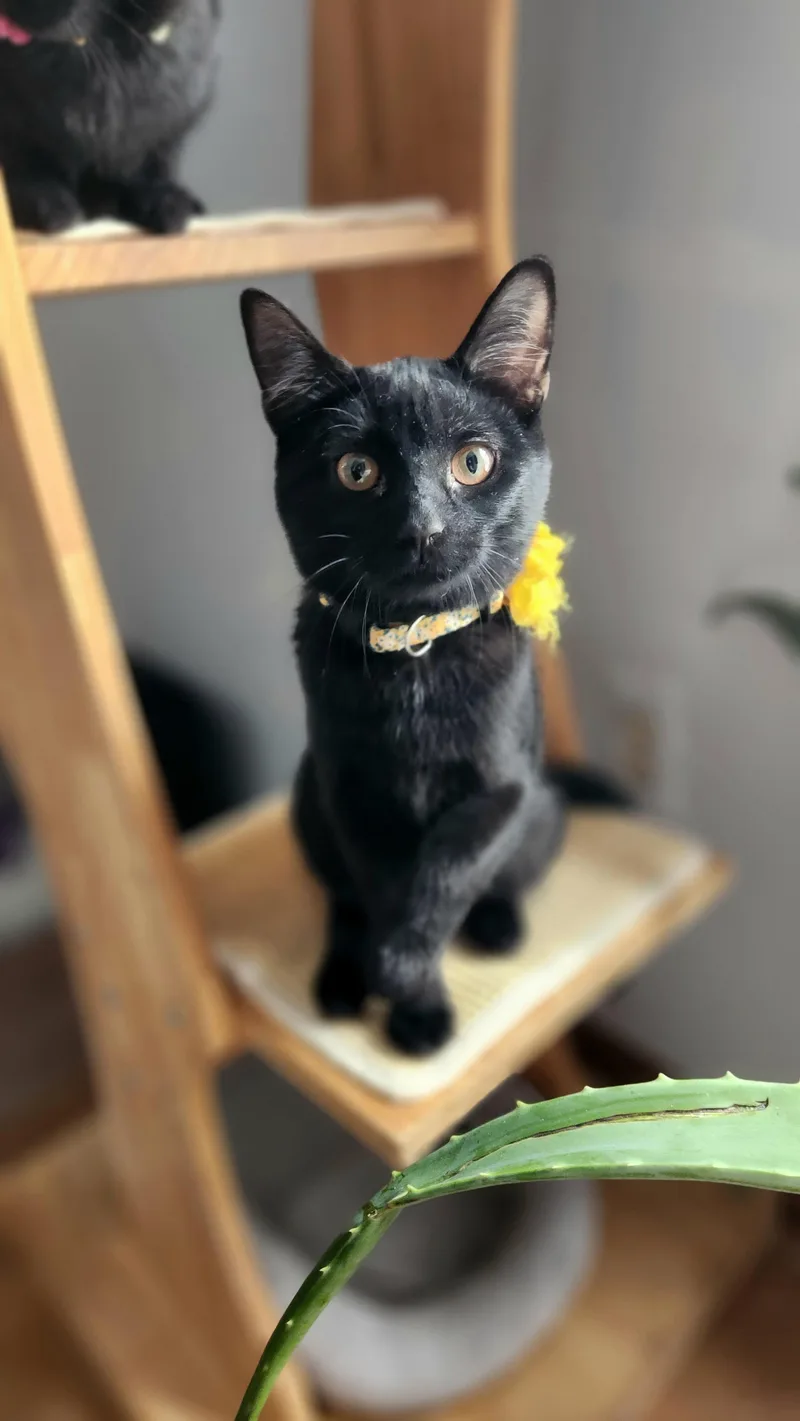 Valkyrie Bonded W Lady