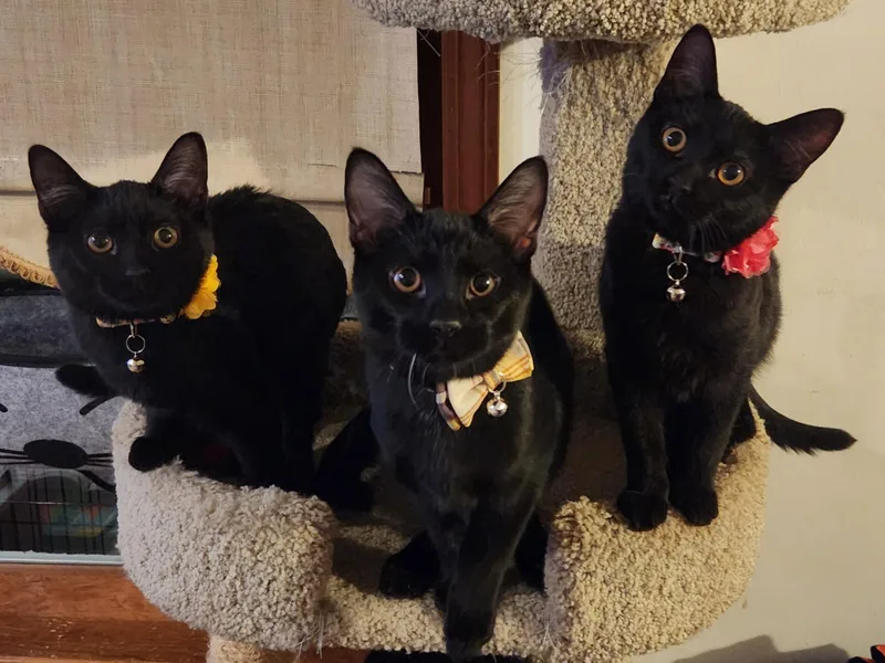 Valkyrie Bonded W Lady thumbnail 4