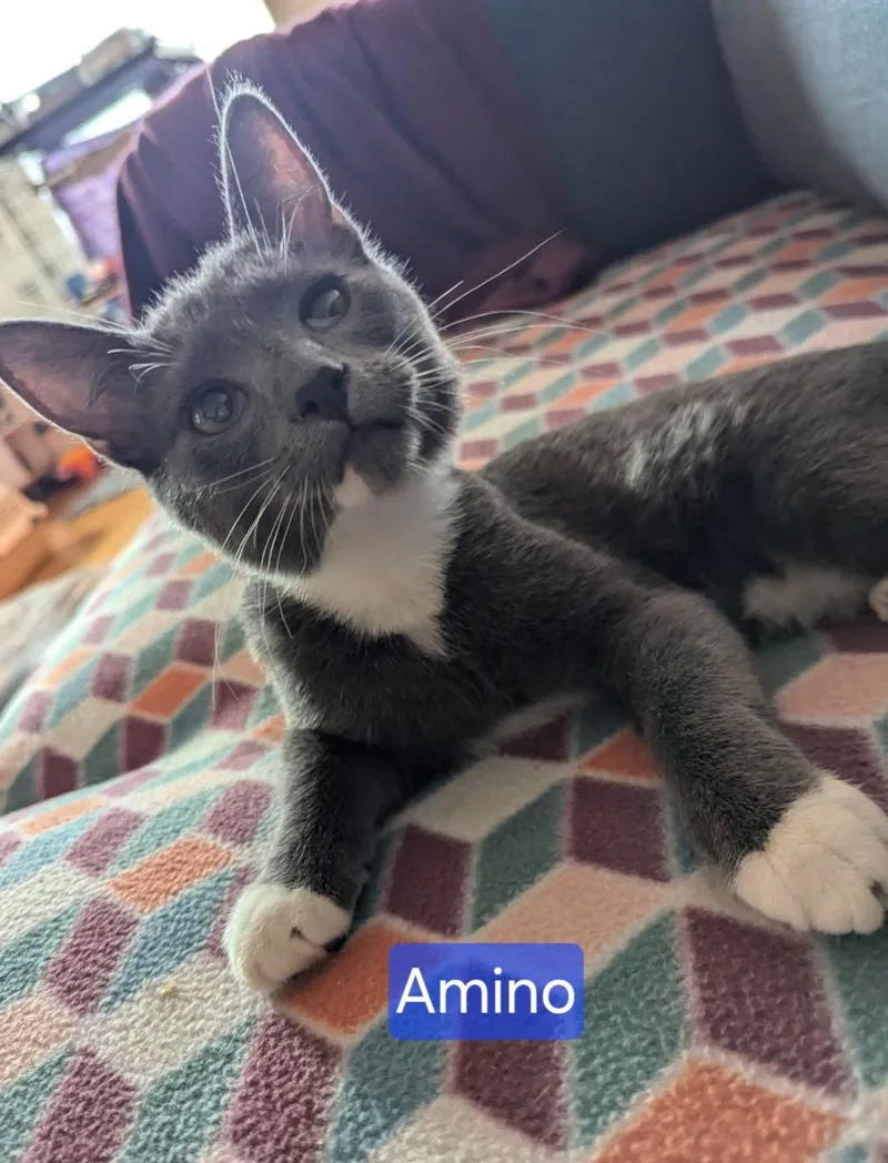 An adult medium-sized female Gray & White Tuxedo cat named Amino for adoption in Las Cruces, NM