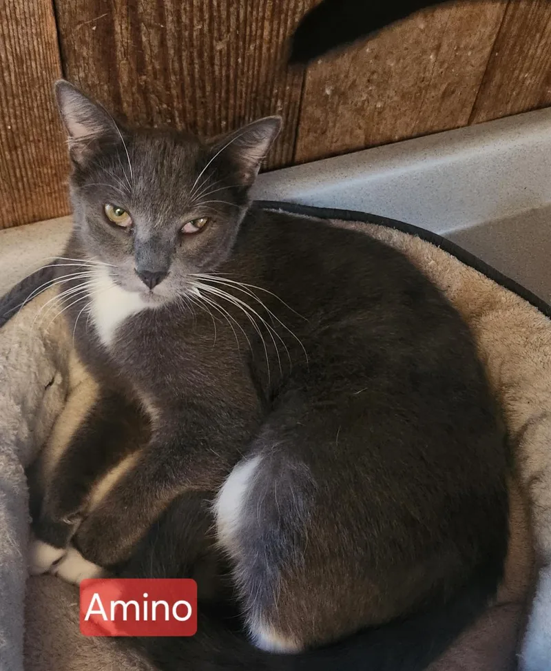 Amino thumbnail 3