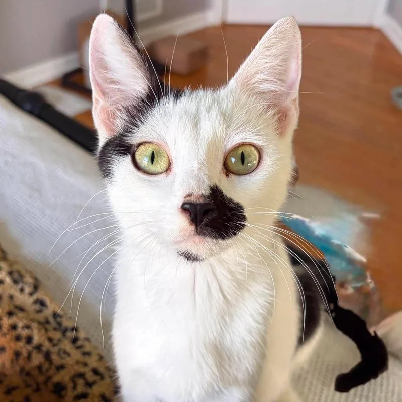 A young medium-sized female White Domestic Short Hair cat named Snow White for adoption in Forest Park, IL