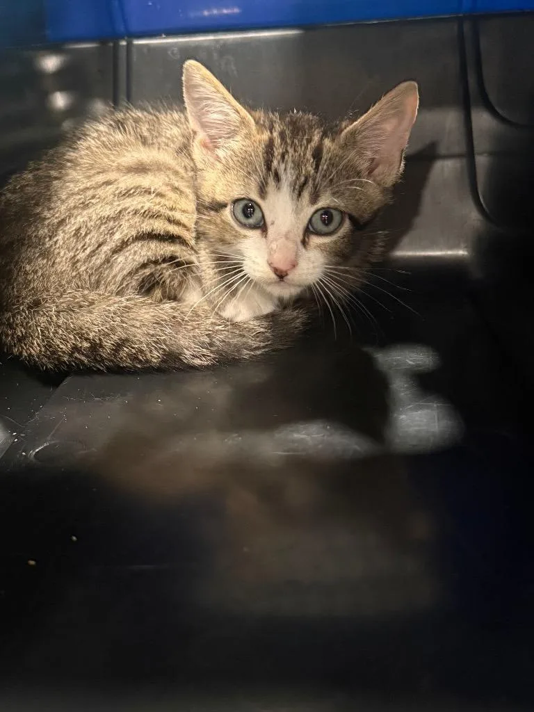 A young small-sized male Domestic Short Hair cat named Beck for adoption in Richland Hills, TX