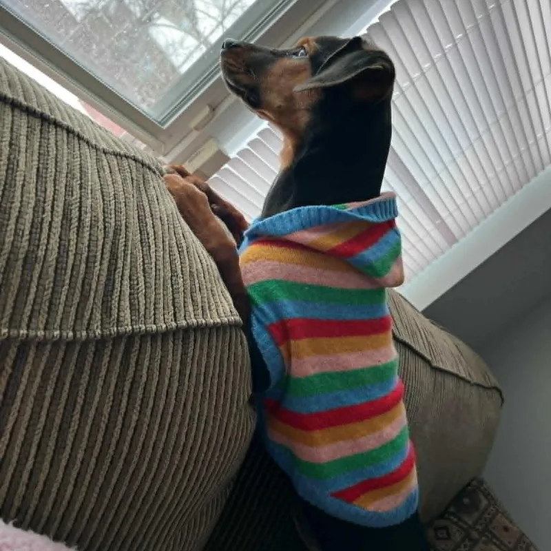 A young medium-sized female Beagle dog named Penny Lou for adoption in Danbury, CT