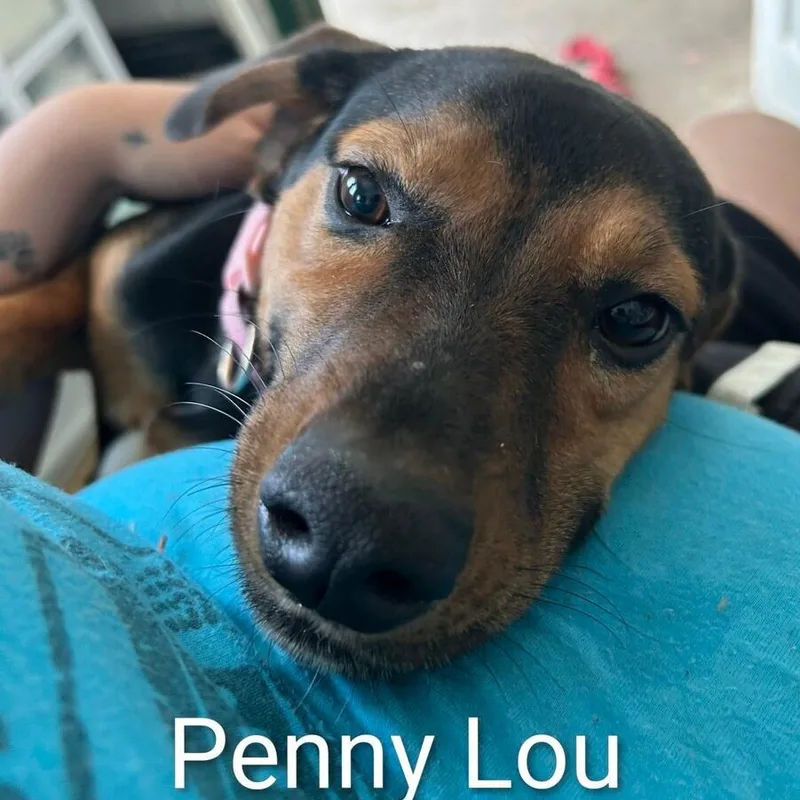 Penny Lou thumbnail 2
