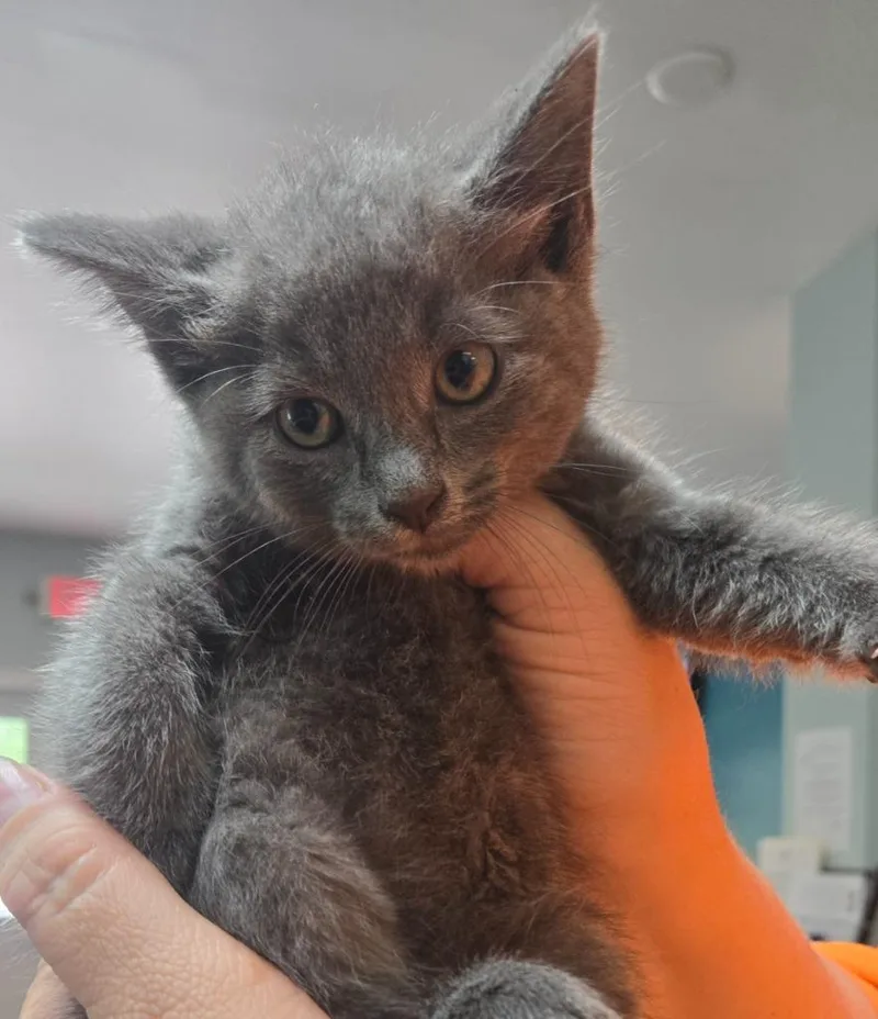 A baby small-sized male American Bobtail cat named LOC Reno for adoption in Greencastle, IN
