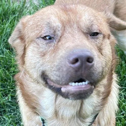 An adult medium-sized male Brown / Chocolate Mixed Breed dog named Zephyr for adoption in Buffalo, MN
