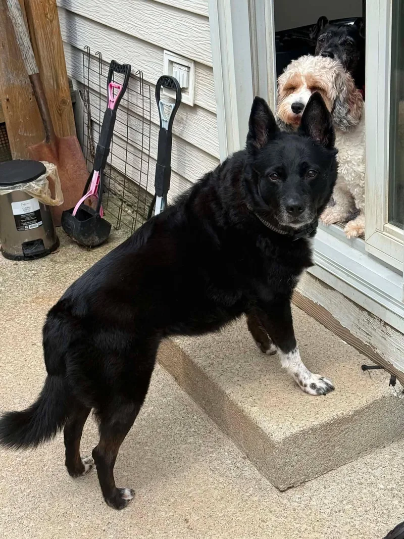 A senior medium-sized female Black Border Collie dog named Hannah for adoption in North Olmsted, OH