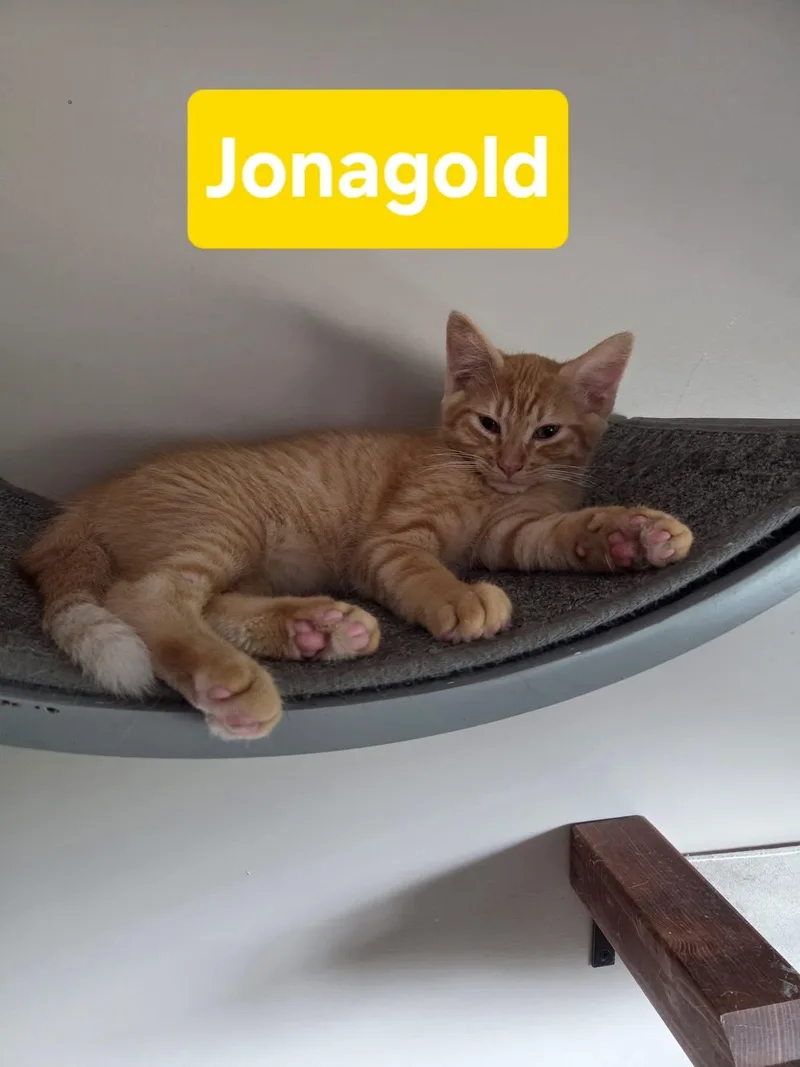 A baby medium-sized male Orange / Red Domestic Short Hair cat named Jonagold for adoption in Manhattan, KS