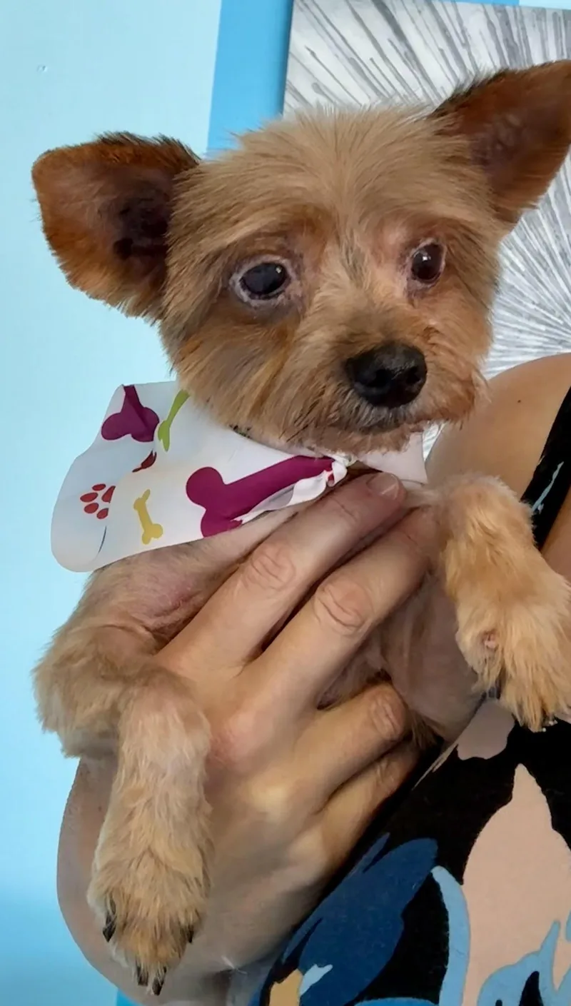 Lily thumbnail 2