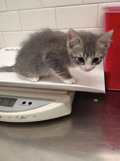 A baby small-sized female Domestic Short Hair cat named Gia for adoption in Atlanta, GA